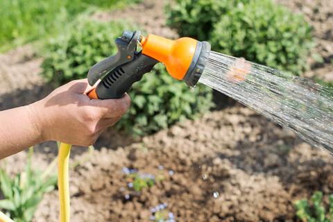 ฉันควรรดน้ำบวบในพื้นที่โล่งบ่อยเพียงใด?