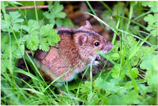 สัตว์ฟันแทะคล้ายหนู