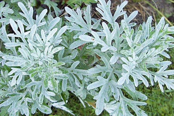 สมุนไพรวอร์มวูด