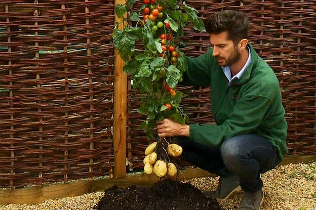 faire pousser des plants de tomates