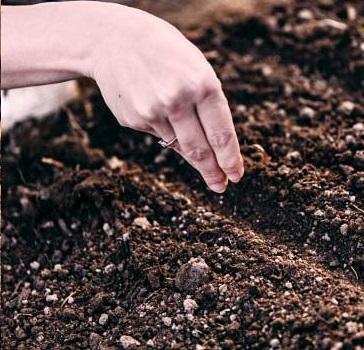 การหว่านเมล็ดพันธุ์