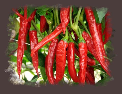 ช่อดอกไม้ที่ร้อนแรง