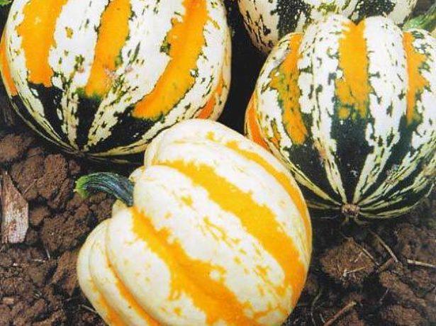 เทศกาลซูกินี่กลม F1