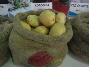 ลักษณะและลักษณะของมันฝรั่งพันธุ์โคลัมโบ กฎการปลูกและการดูแล