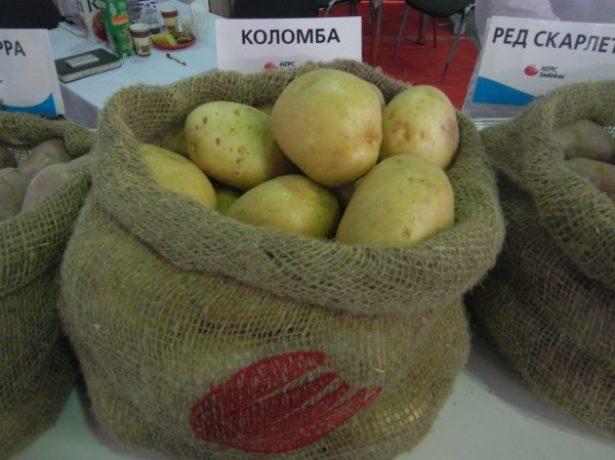 pommes de terre dans un sac