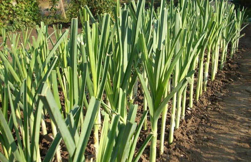 กระเทียมหอม