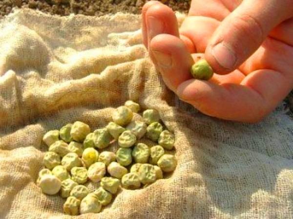 การปลูกถั่ว