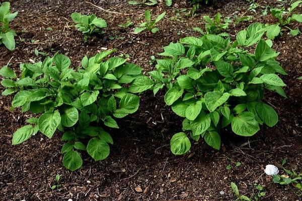 ต้นมันฝรั่ง