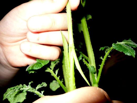 faire pousser des plants de tomates