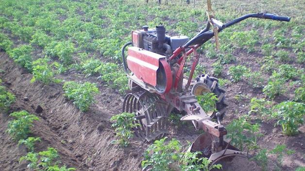 การกำจัดวัชพืชมันฝรั่ง