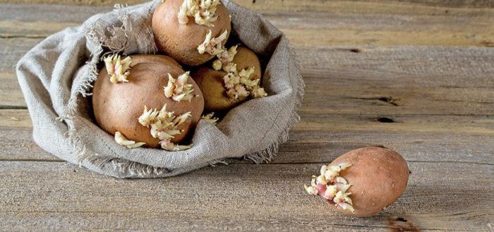pommes de terre dans un sac