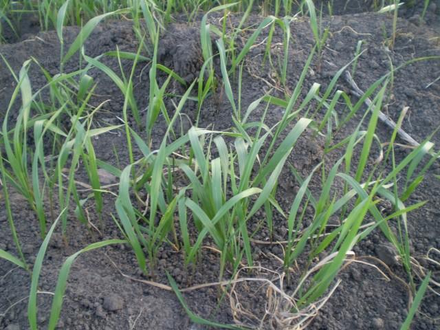 หญ้าโซฟา