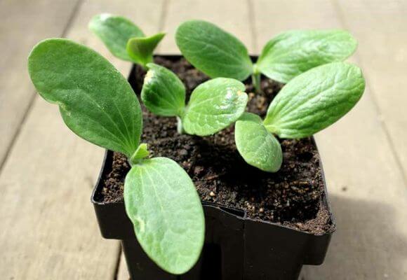 ต้นกล้าบวบ