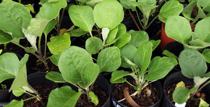 ต้นกล้ามะเขือยาว