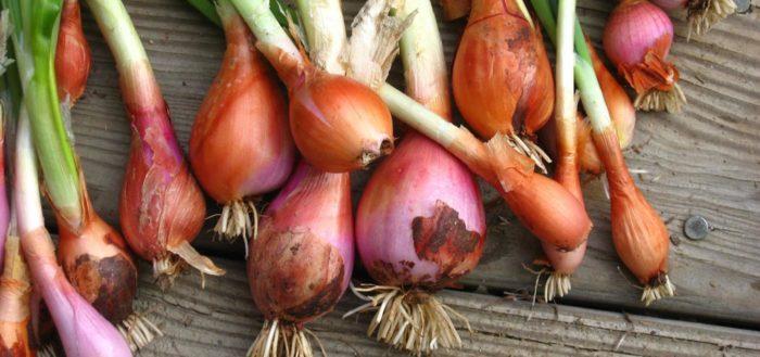 อูรัล เรด