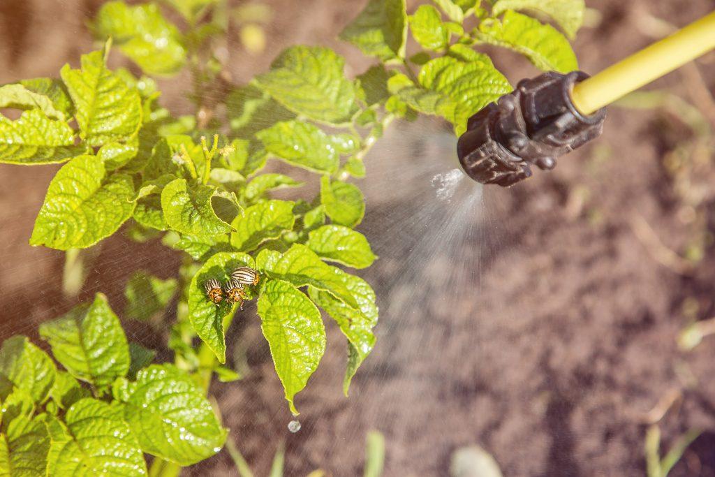 pulvérisation de pommes de terre