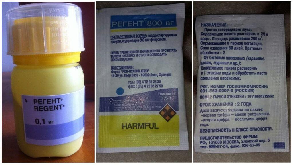 régent du scarabée