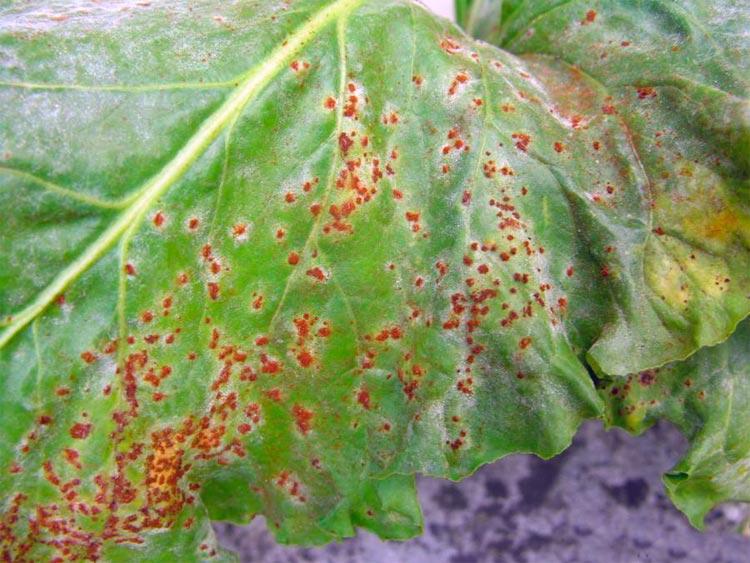 โรคหัวบีท