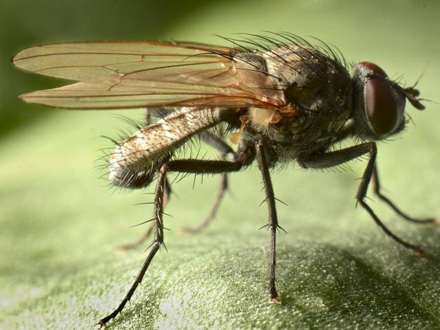 แมลงวันงอก