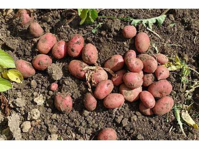 มันฝรั่งจำนวนมาก