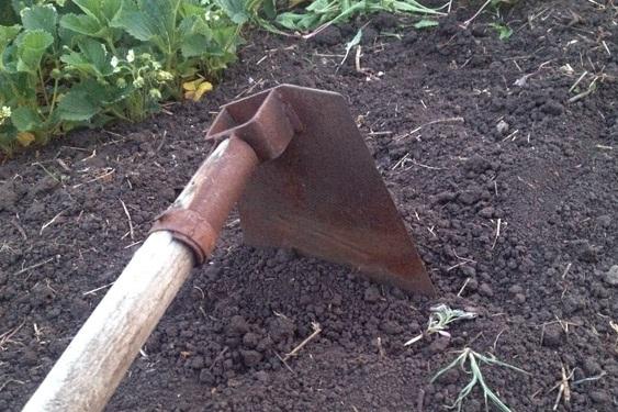 การกำจัดวัชพืชมันฝรั่ง