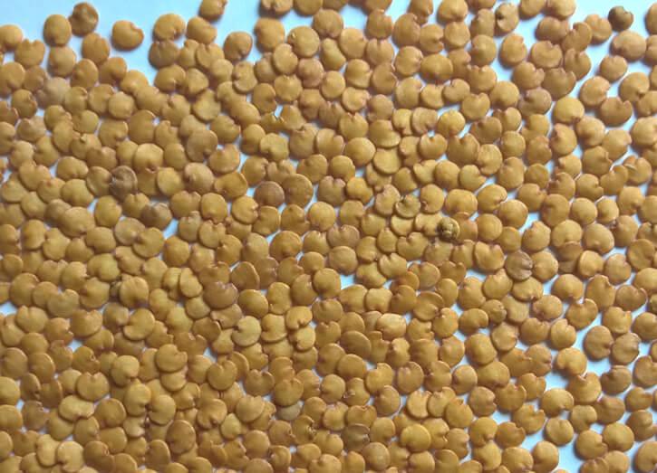 วิธีการปลูกมะเขือยาว