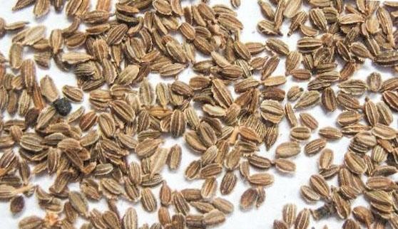 เมล็ดพันธุ์มากมาย