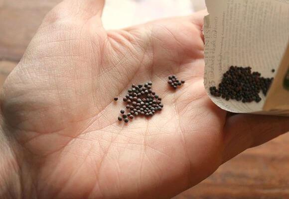 cultiver du chou chinois