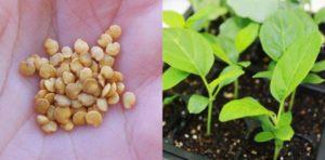 การปลูก บำรุง ดูแลต้นกล้ามะเขือยาวที่บ้าน