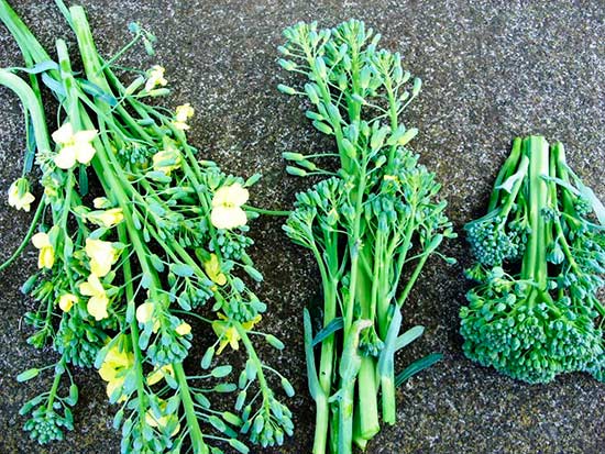 วิธีการรับเมล็ดกะหล่ำปลี