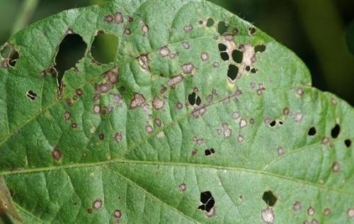 โรคจุดใบเซอร์โคสปอราของถั่วเหลือง