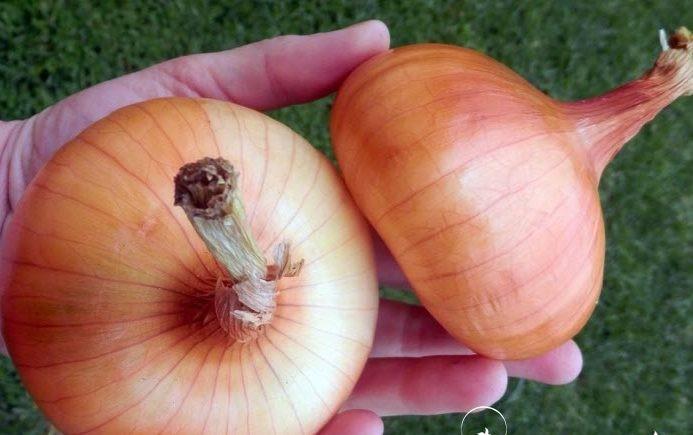 โบว์ สตุ๊ตการ์เตอร์ รีเซน