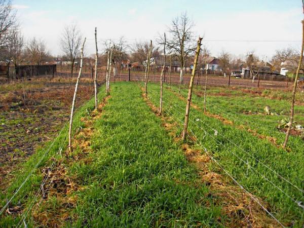 ปุ๋ยพืชสดสำหรับมันฝรั่ง