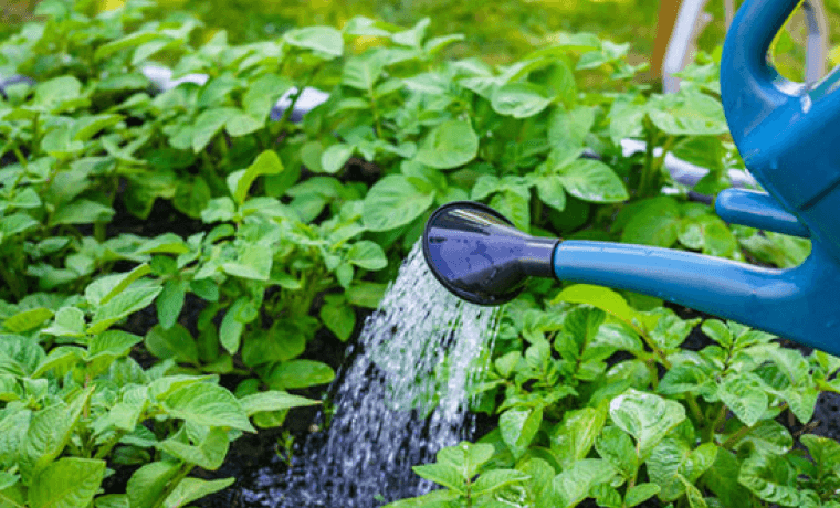 การรดน้ำมันฝรั่ง