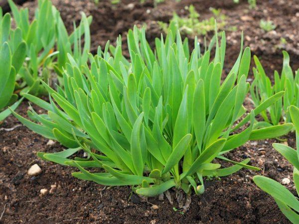 หัวหอมเหนียว