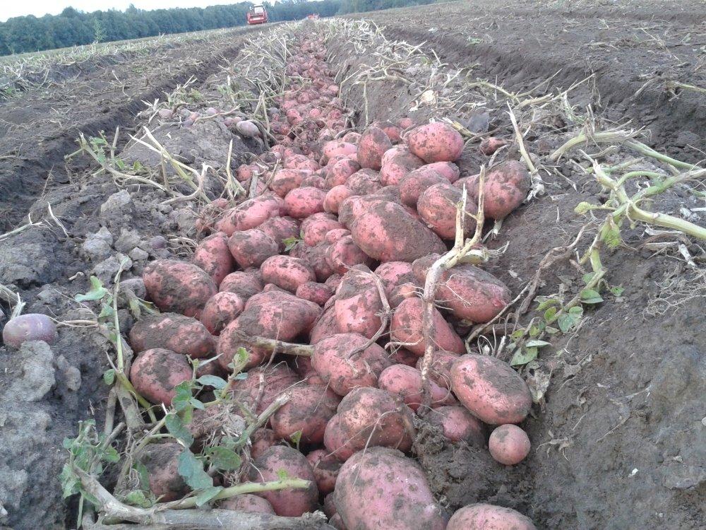 มันฝรั่งจำนวนมาก