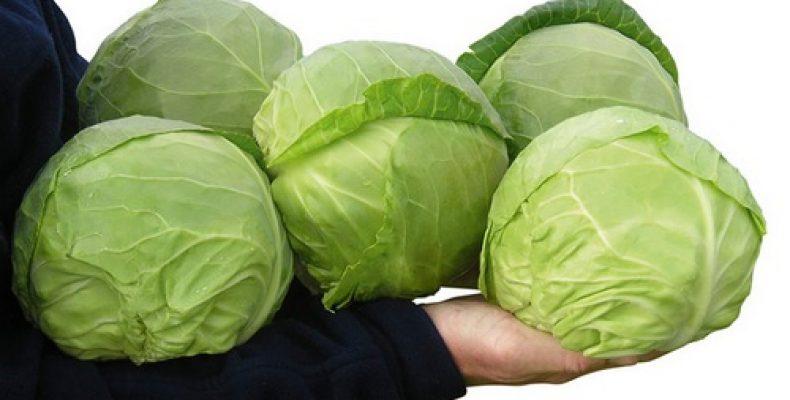 ต้นกะหล่ำปลีเดือนมิถุนายน