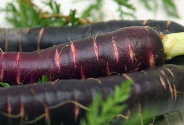 แครอท แคสเคด F1