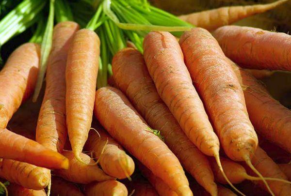 พันธุ์พืชอาหารสัตว์