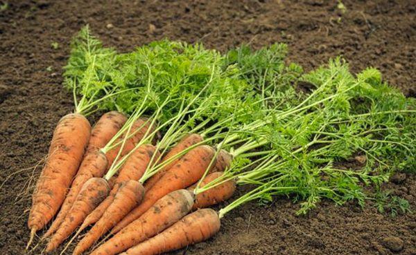 แครอทมียอด