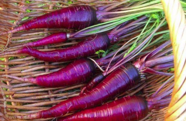 แครอทมังกร