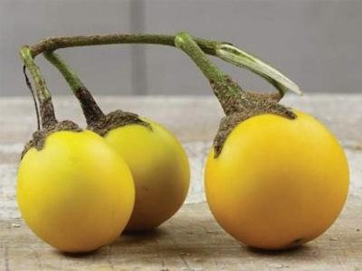 ไข่ทองคำ