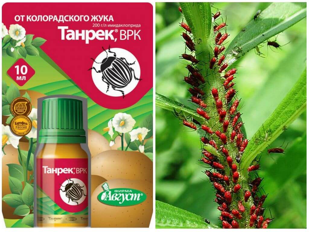 le médicament Tanrek