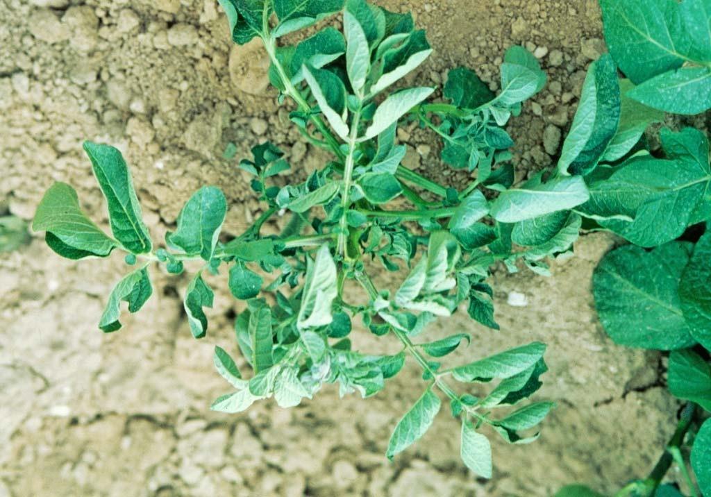 maladie de la pomme de terre