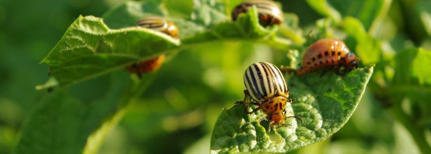 ด้วงโคโลราโด