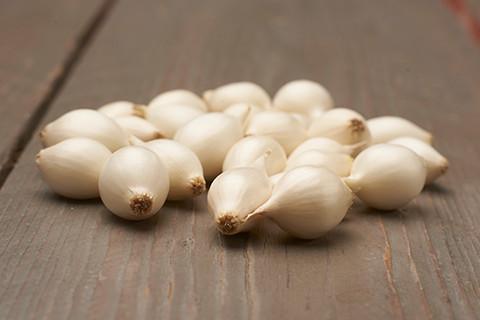 graines d'oignon blanc