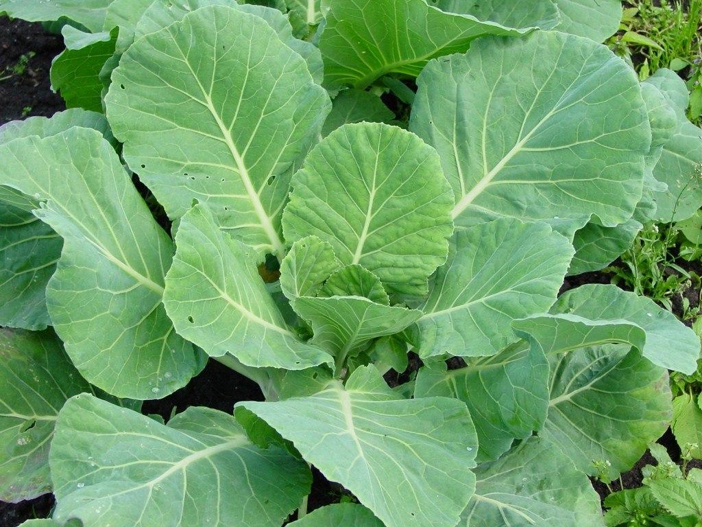 ดอกกะหล่ำไม่ก่อตัว