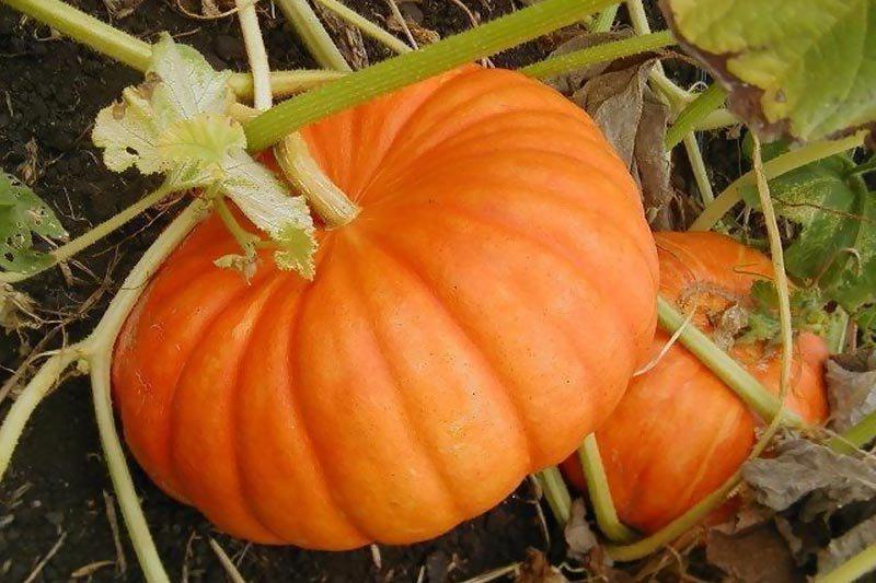 ฟักทองผ้าโพกหัว