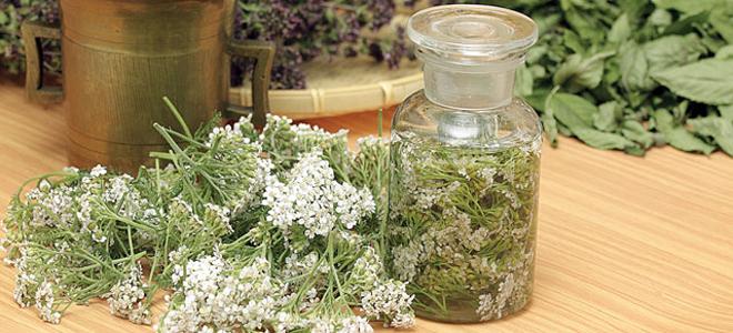 Décoction d'achillée millefeuille