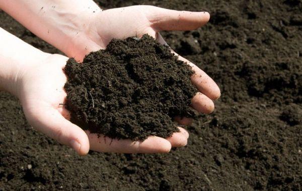 ดินในมือ